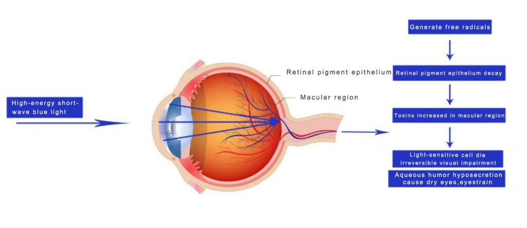 A picture of the damage of blue light to the eyes